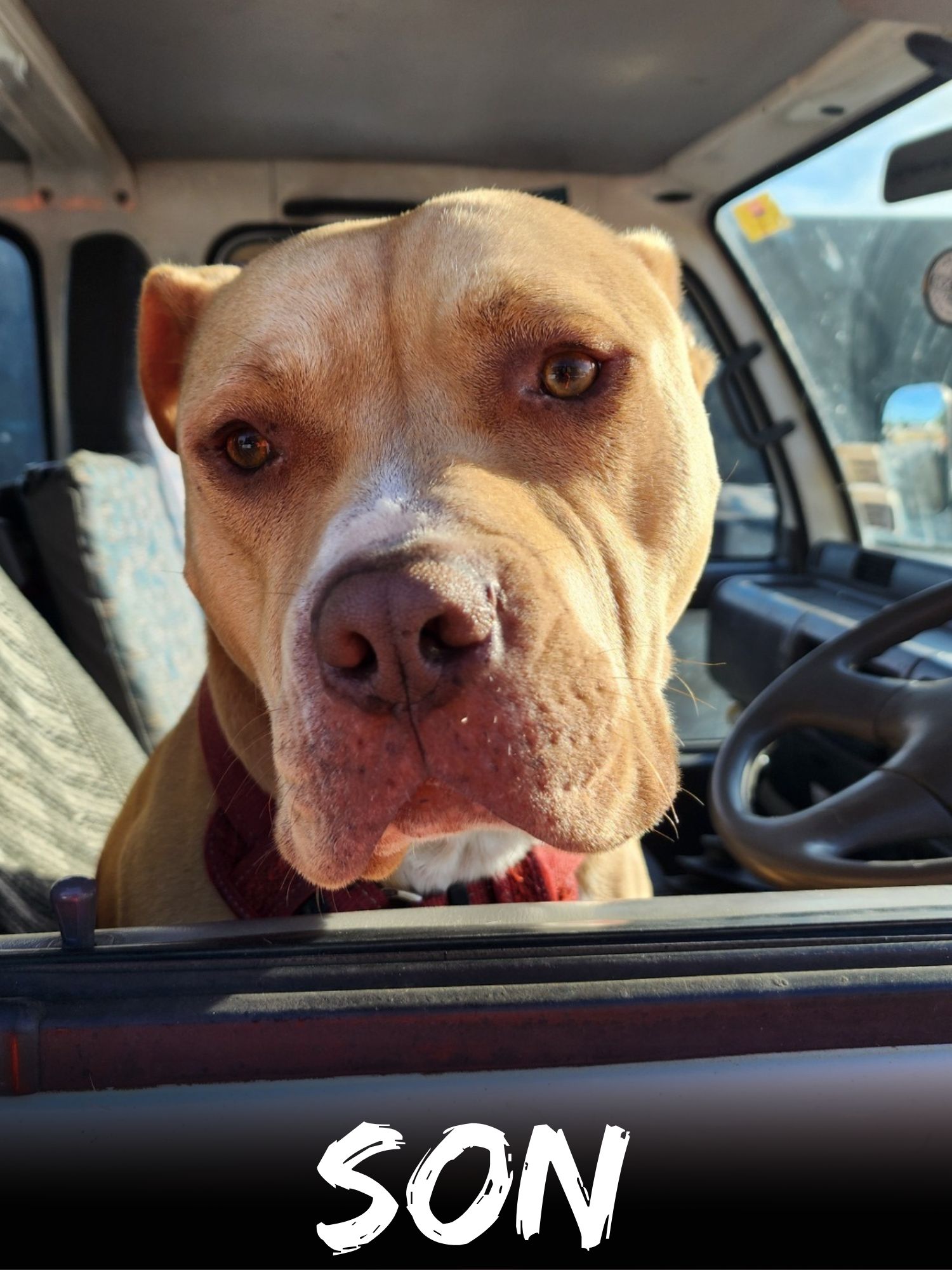 WBS Henderson - Furry Friends Son