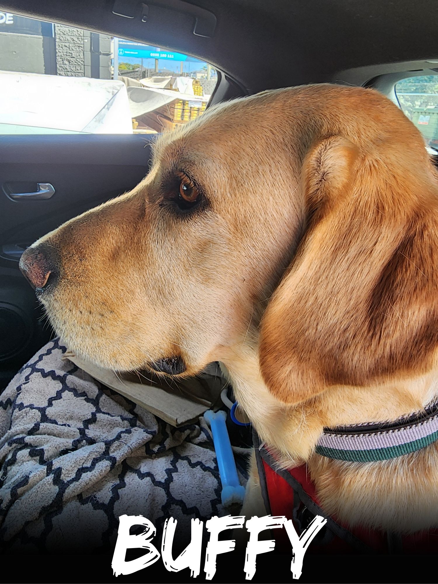 WBS Henderson - Furry Friends Buffy