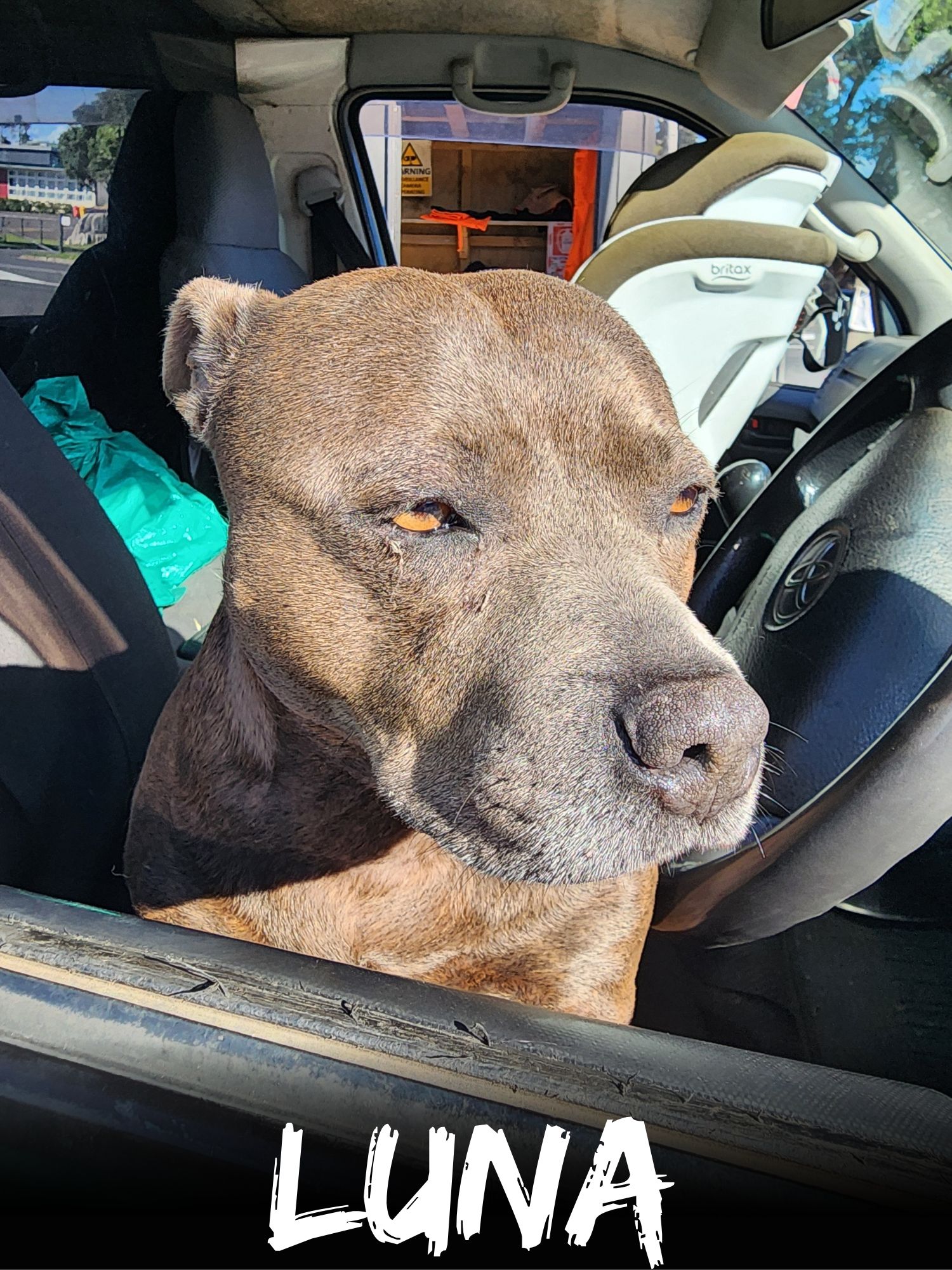 WBS Henderson - Furry Friends Luna