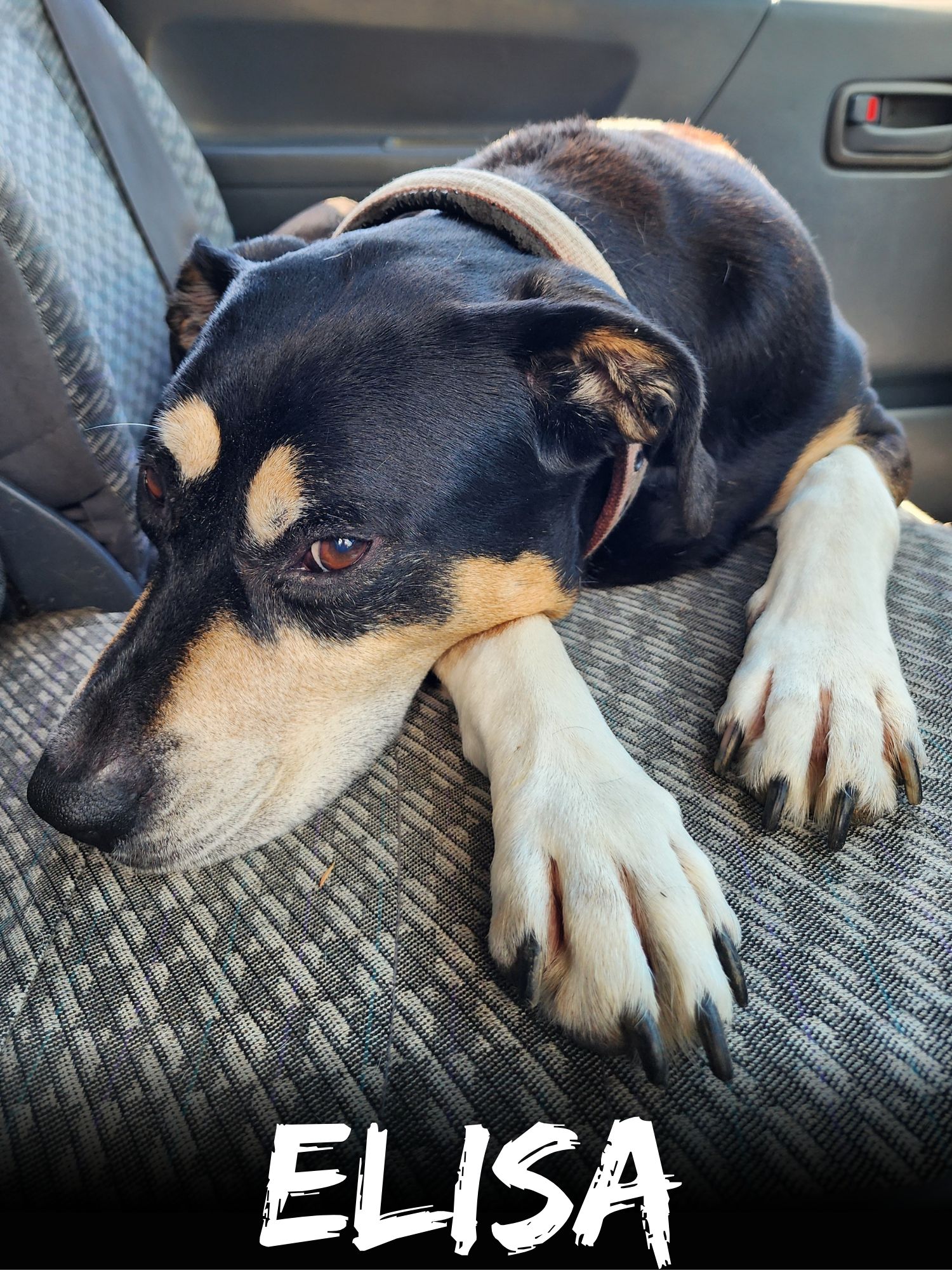 WBS Henderson - Furry Friends Elisa
