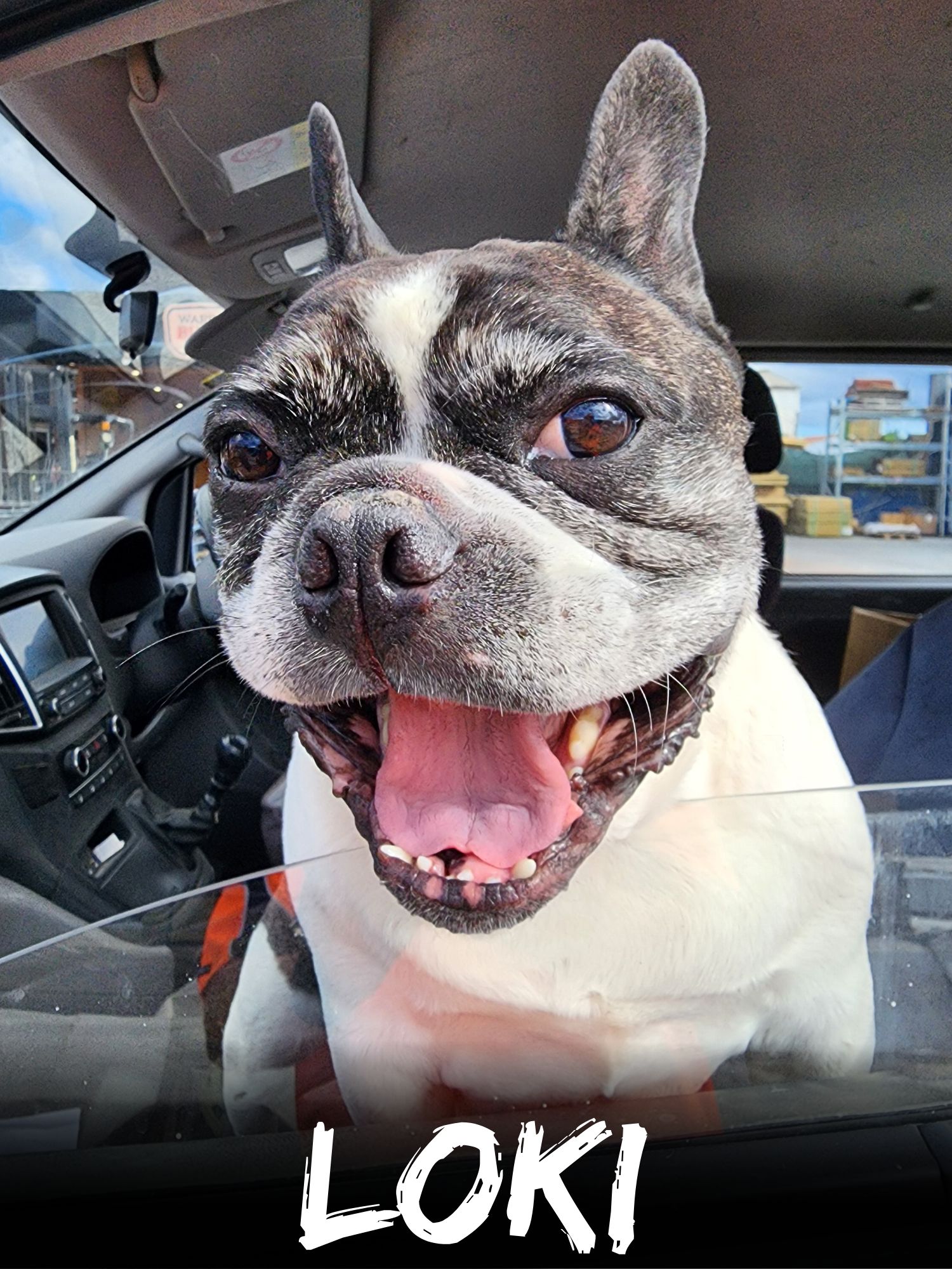 WBS Henderson - Furry Friends Loki